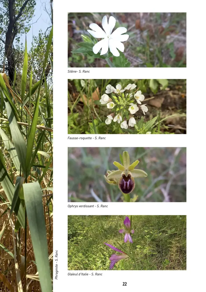 Second botanical plate of the plant species recorded on the course