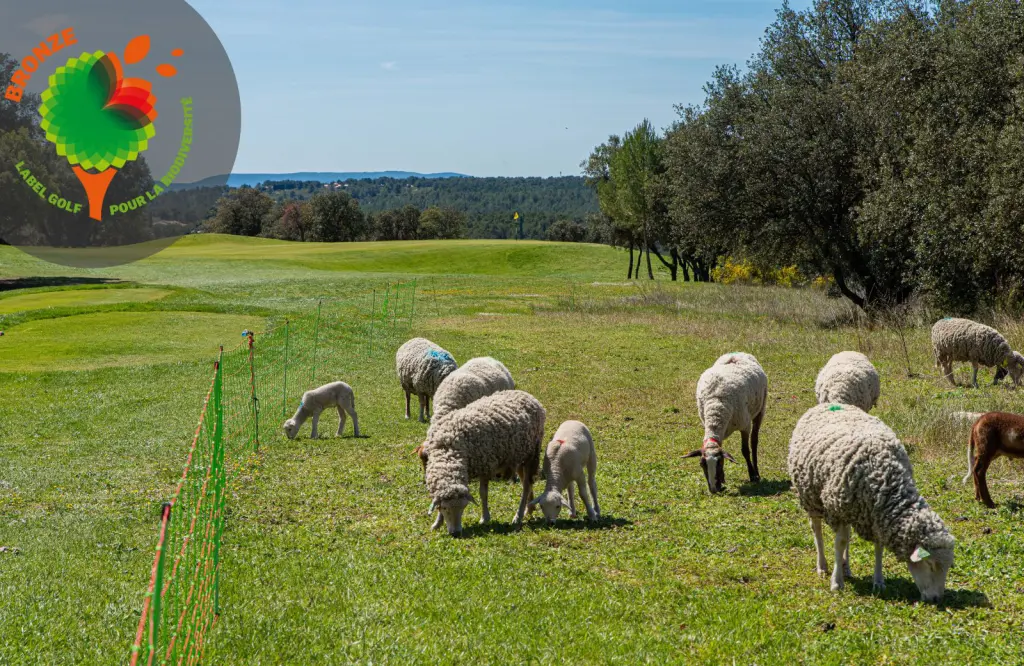 Moutons en &eacute;cop&acirc;turage sur le golf
