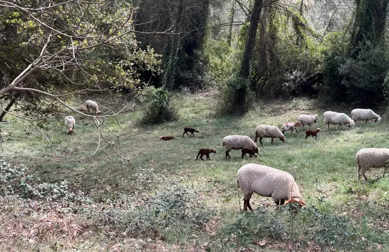 Sheep grazing on the course at the Golf du Pic Saint-Loup