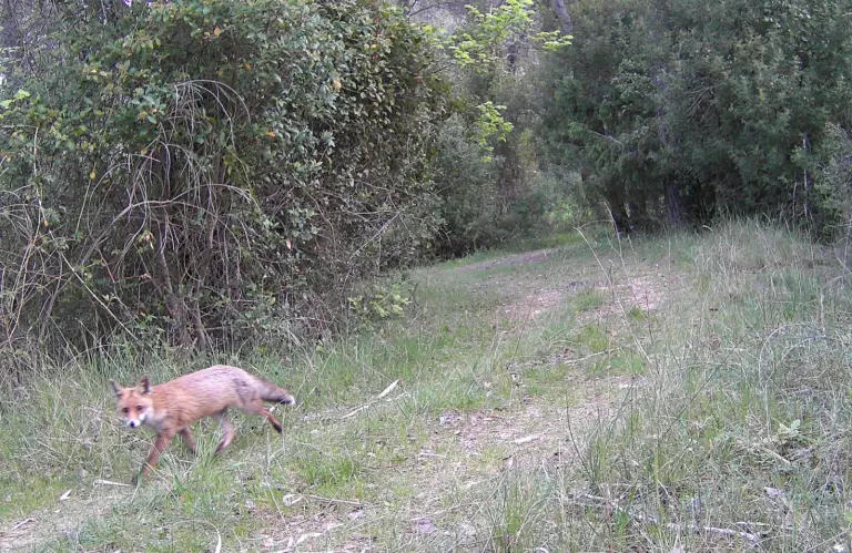A fox seen on the course at the Golf du Pic Saint-Loup